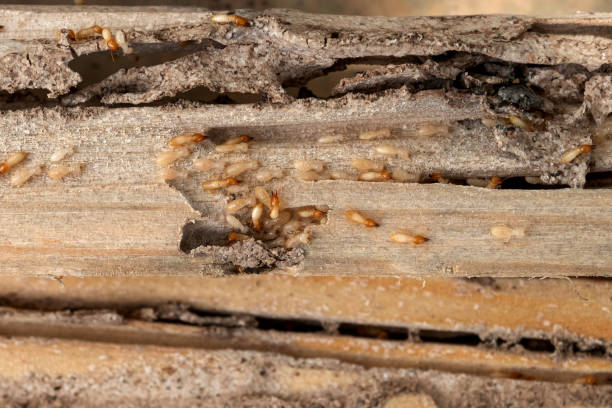 Best Termite Control Services  in Bonifay, FL